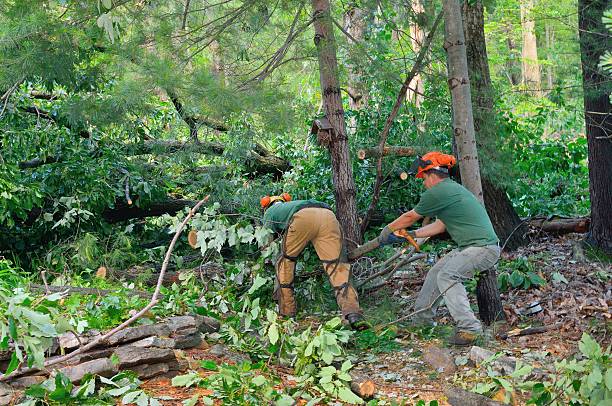 Seasonal Cleanup (Spring/Fall) in Niverville, NY