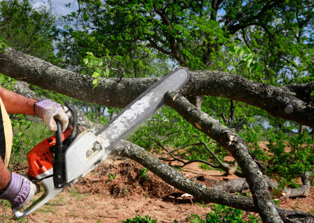 Niverville, NY Tree Care Services Company